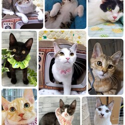 ねこざんまい譲渡会@東日本橋 サムネイル2