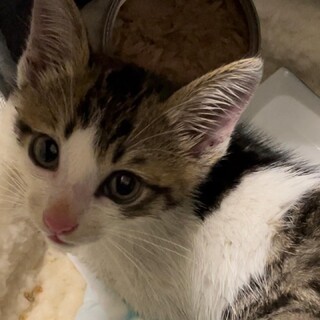 人懐っこい生後４ヶ月シロキジ