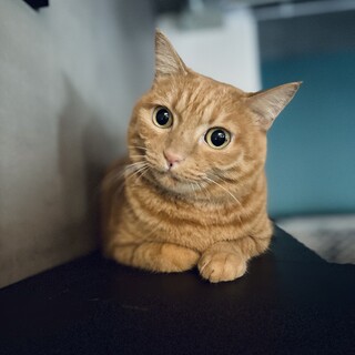 お膝大好きチャコさん家族募集中！