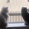モフモフとペコ耳のコンビです^_^