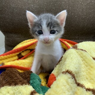 No.47 困り顔のサバ柄くん(8/28更新)