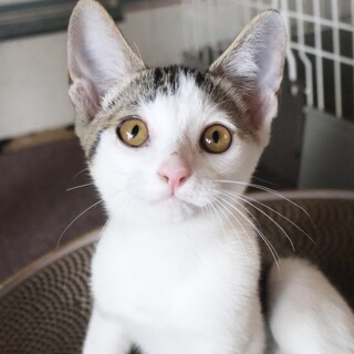 小柄で元気な女の子猫♡