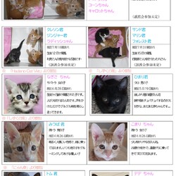 ペットフォレスト湘南茅ヶ崎店内　BRANCHさんで猫の譲渡会