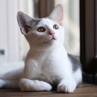 グレーの毛並みが綺麗な男の子