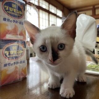 仔猫里親募集