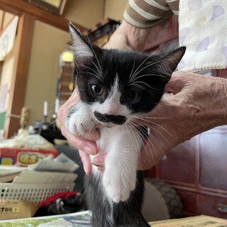 仔猫里親募集