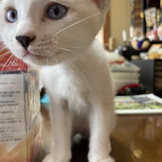 仔猫里親募集