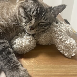 アレルギー発症の為、３匹の引き取りお願いします