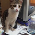キジ白の子猫ちゃん♀