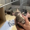 子猫2匹の里親様募集です。 サムネイル4