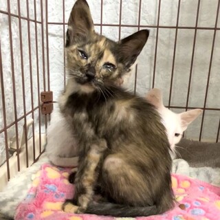 トライアル　期限あり幸せ待ち。ナレナレサビ❤️