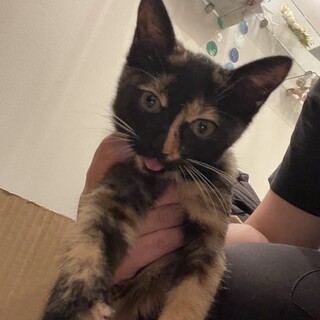 まだ小さなかわいい三毛猫です