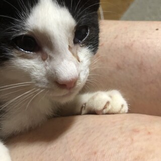 （里親様決定）人馴れ抜群　タケくん