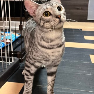 シルバーベンガル　クールな☆ベン　オス　１才