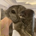 顔が可愛いチンチラです