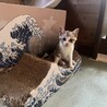 可愛いサビ三毛ちゃん サムネイル2