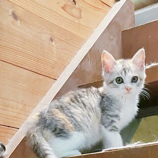 可愛いサビ三毛ちゃん