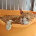 会長