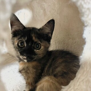 おっとりの甘えん坊♡ホップちゃん