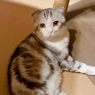 見れば見るほど可愛くみえるスコティッシュくん