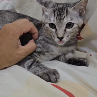 サワラ　美人なサバトラ3ヶ月