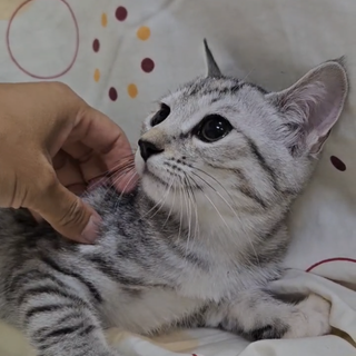 かもめ　鍵しっぽのサバトラ　メス　3ヶ月