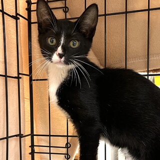 里親決定。はも君