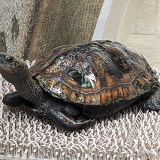 ニホンイシガメ   里親決定しました。