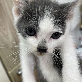 保護猫　ポン太　2ヶ月くらい男の子