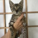 人懐っこく可愛いオスの子猫です。