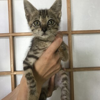 人懐っこく可愛いオスの子猫です。