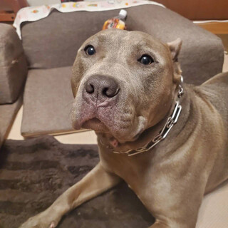 アメリカンピットブルテリアの男の子 アンジーくん