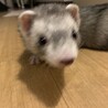 穏やかな性格の6ヶ月のマーシャルフェレット女の子 サムネイル3
