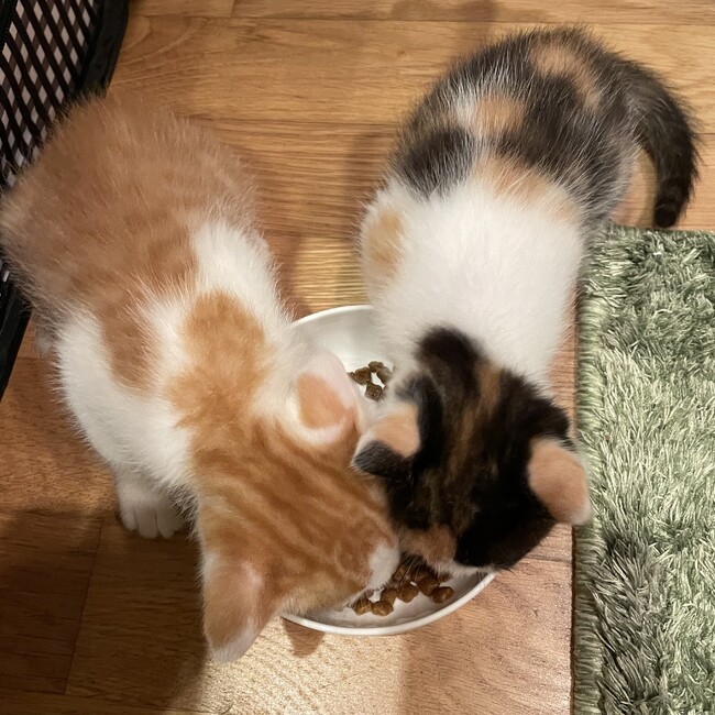 piroriニャンズのカバー写真