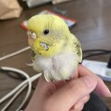 セキセイ、コザクラ、オキナインコの里親募集