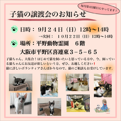 子猫の譲渡会