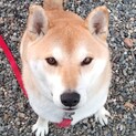 柴犬オス　ちょっと丸くて寝てばかり…