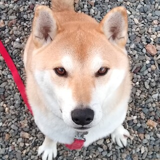 柴犬オス　ちょっと丸くて寝てばかり…
