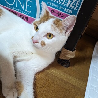 人も猫も大好き、抱っこが好きな１歳の茶白の男の子☆