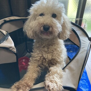 トイプードル