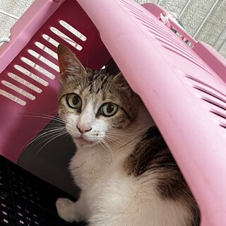 おとなしい女の子よもぎちゃん【飛騨】