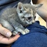 子猫2匹の里親様募集です。 サムネイル2