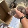 子猫2匹の里親様募集です。 サムネイル3