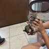 子猫2匹の里親様募集です。 サムネイル5