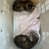 子猫2匹の里親様募集です。 サムネイル7