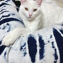 メスとオスの2匹募集します
