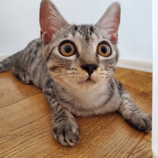 道路に落ちていたロッちゃん