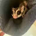 モモンガ3歳