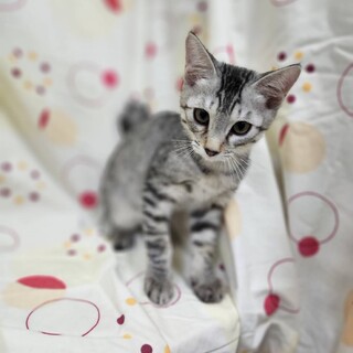 ピーター　オス　3ヶ月