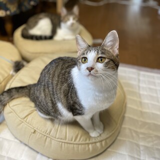 猫にも人にも優しく賢い女の子